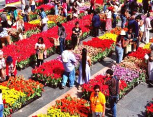 San Francisco Lale Günü’nde Binlerce Çiçeği Ücretsiz Dağıttı