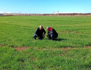 Malatya Buğday Tarlalarında Hastalık Taraması: Verim ve Kalite İçin Sahadayız