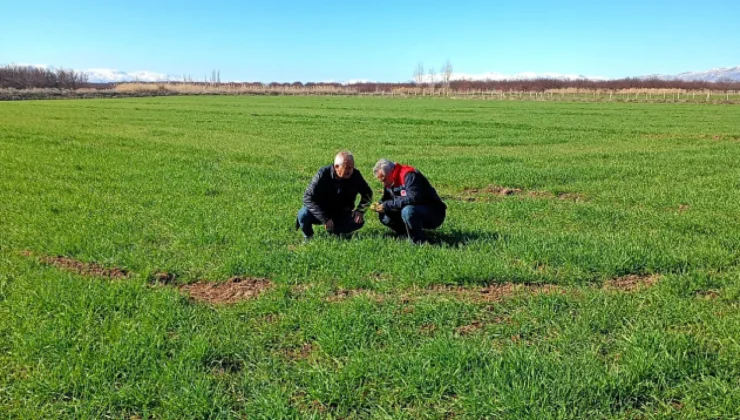 Malatya Buğday Tarlalarında Hastalık Taraması: Verim ve Kalite İçin Sahadayız