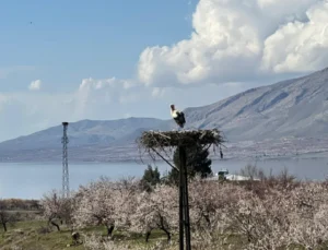Leylekler Malatya’da Kayısı Bahçelerine Dönüş Yaptı: Baharın Habercisi Oldular