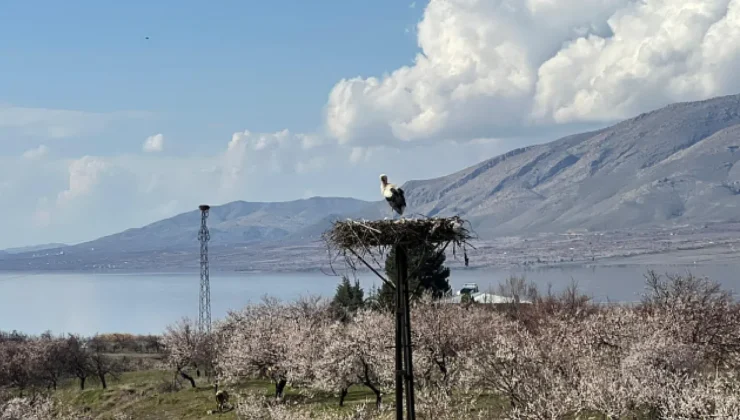 Leylekler Malatya’da Kayısı Bahçelerine Dönüş Yaptı: Baharın Habercisi Oldular