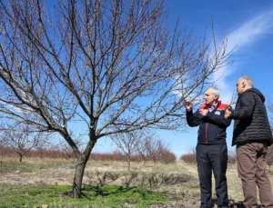 Malatya Kayısısında Yeni Sezon: Verim Tahminleri ve Destekler