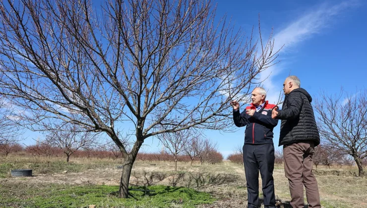 Malatya Kayısısında Yeni Sezon: Verim Tahminleri ve Destekler