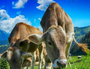 Malatya Hayvancılıkta Bölgesel Merkez Olmaya Hazırlanıyor: BESİ OSB’de Altyapı Tamamlandı
