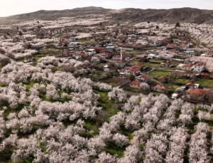 Malatya Kayısısında Yeni Tehdit: Yağışlar ve Hastalıklar
