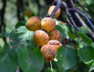 Malatya Kayısı Üreticilerine Acil Uyarı: Hastalık Tehlikesi Kapıda
