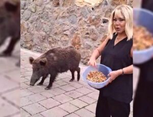 Safiye Soyman’dan Yaban Domuzuyla Bayram Anısı: Kapısında Besledi