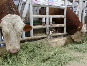 Sultansuyu İşletmesi’nde Şap Hastalığı Paniği: Karantina ve Kısıtlamalar