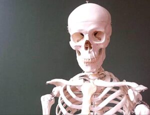 Karbondioksit Artışı İskeletleri Zayıflatıyor: İklim Krizi Kemik Sağlığını Tehdit Ediyor