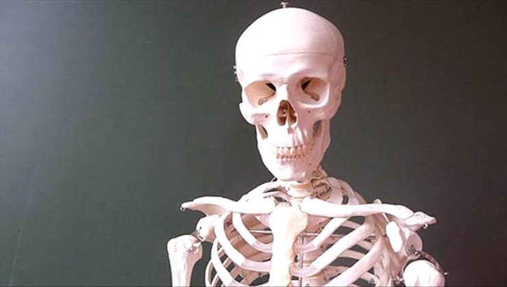 Karbondioksit Artışı İskeletleri Zayıflatıyor: İklim Krizi Kemik Sağlığını Tehdit Ediyor