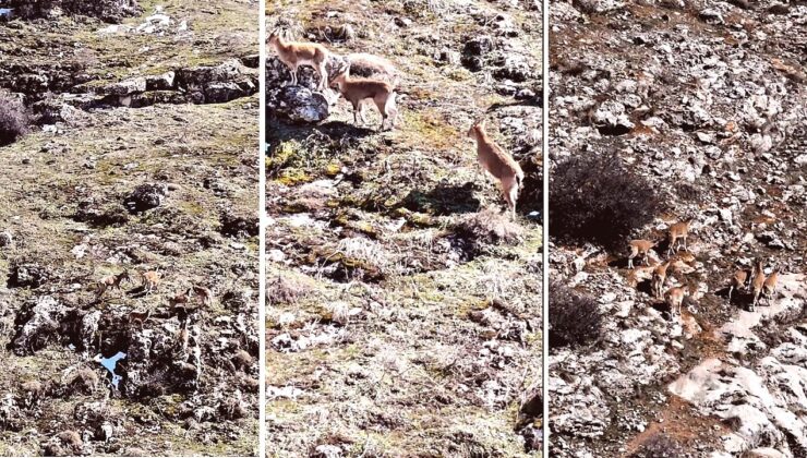 Malatya Valisi Yavuz: Yaban Hayatı Gelecek Nesiller İçin Emanettir