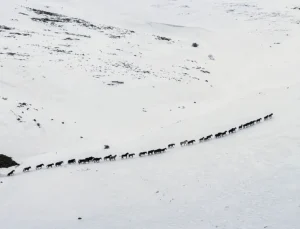 Yama Dağı’nda Kışın İmzası: Yılkı Atları Doğayla Mücadelede