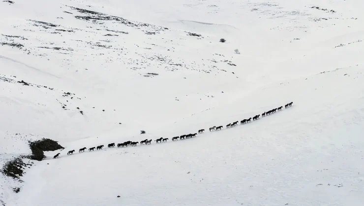 Yama Dağı’nda Kışın İmzası: Yılkı Atları Doğayla Mücadelede