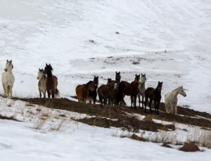 Yama Dağı Yılkıları: Kışın Beyaz Esaretinde Hayatta Kalma Mücadelesi