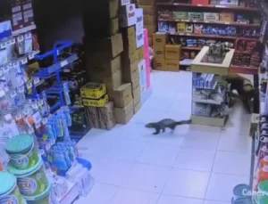 Yeşilyurt Marketinde Sansar Paniği: Köpek Paşa Davetsiz Misafiri Kovdu