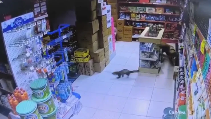 Yeşilyurt Marketinde Sansar Paniği: Köpek Paşa Davetsiz Misafiri Kovdu
