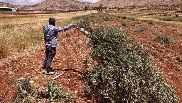Batı Şeria’da Zeytin Ağaçları Yerleşimci Şiddetinin Hedefi Oldu