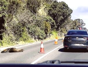 Yol Ortasında Uyuyan Fok Trafiği Durdurdu