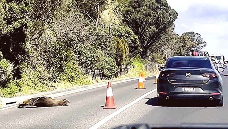 Yol Ortasında Uyuyan Fok Trafiği Durdurdu