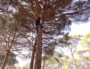 Çam Fıstığı Hasadı: Ölümüne Tırmanışla Ekmek Parası Kazanılıyor