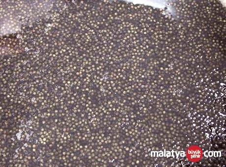 Karadeniz’in Nadide Balığı Mersin’in Nesli Çiple Takip Edilerek Yeniden Canlandırılıyor