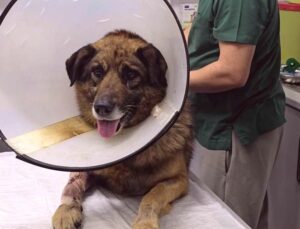 Havladığı İddiasıyla Silahla Vurulan “Kurşun” Hayata Tutundu