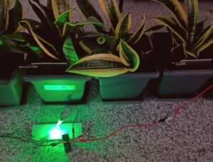 Bitkilerden Elektrik Üretimi: Yenilikçi Biyopil Sistemi 25 metrekarelik Alanı Aydınlatıyor