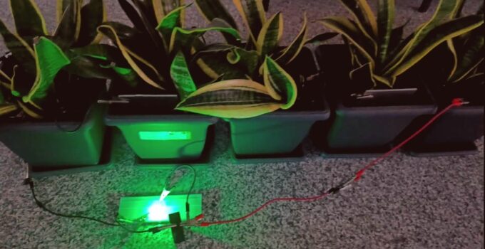 Bitkilerden Elektrik Üretimi: Yenilikçi Biyopil Sistemi 25 metrekarelik Alanı Aydınlatıyor