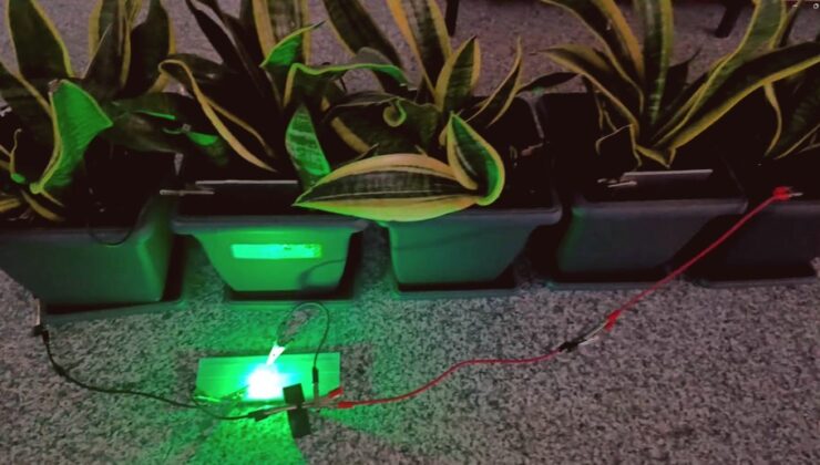 Bitkilerden Elektrik Üretimi: Yenilikçi Biyopil Sistemi 25 metrekarelik Alanı Aydınlatıyor