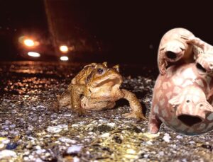 5 Bin Yıllık Göç: Domaniç Kurbağalarının Çiftleşme Yolculuğu