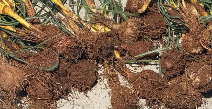 Darende Kırsalında Baharın Müjdecisi Çiğdemler Toplanmaya Başlandı