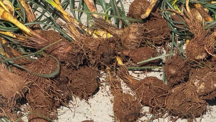 Darende Kırsalında Baharın Müjdecisi Çiğdemler Toplanmaya Başlandı