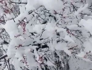 Darende’de Bahar Sürprizi: 20 Santim Kar Kayısı Çiçeklerini Tehdit Ediyor