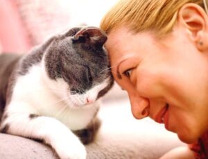 Evcil Hayvanlar İçin 24 Saat Kesintisiz Yayın Yapan Kanal: PetTV