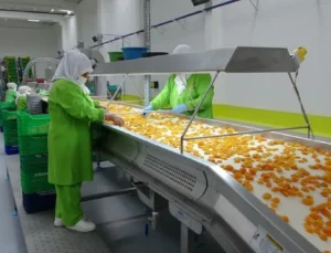 Kadın Emeği İhracatta Öne Çıkıyor: Malatya ve Bölge İllerinde Dikkat Çeken Başarı