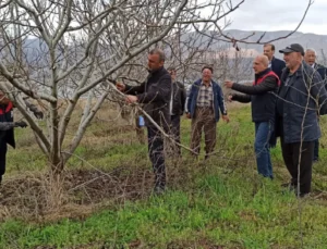 Meyve Ağaçlarında Budama Teknikleri: Verim ve Kaliteyi Artırmanın Yolları