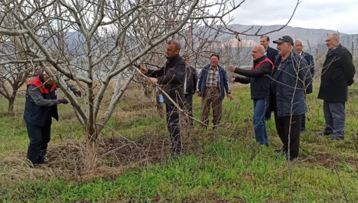 Meyve Ağaçlarında Budama Teknikleri: Verim ve Kaliteyi Artırmanın Yolları
