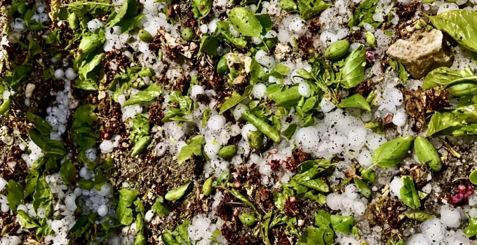 Tohma Boyu Kayısı Bahçeleri Doludan Zarar Görmüş