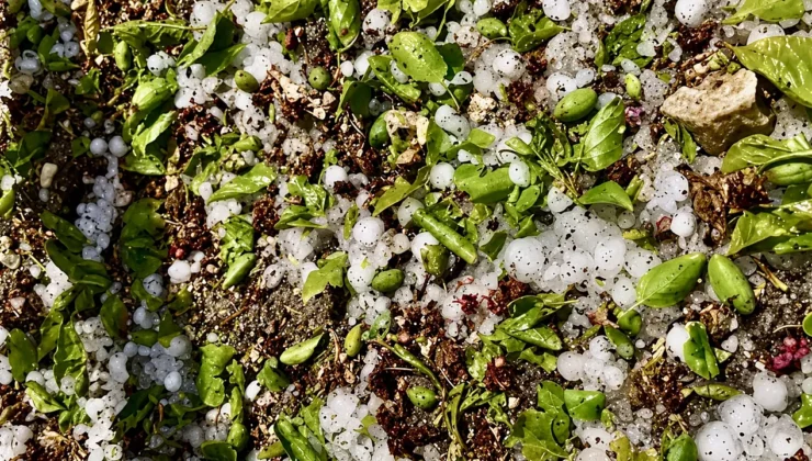 Tohma Boyu Kayısı Bahçeleri Doludan Zarar Görmüş