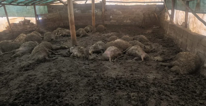 Malatya Arguvan’da Kurt Saldırısı: 40 Koyun Telef Oldu, 25 Yaralı