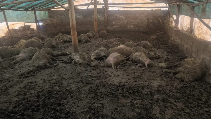 Malatya Arguvan’da Kurt Saldırısı: 40 Koyun Telef Oldu, 25 Yaralı