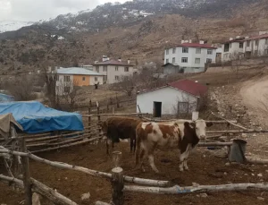 Malatya Akçadağ’da Ahır Krizi: Deprem Sonrası Köyde Üretim Durdu