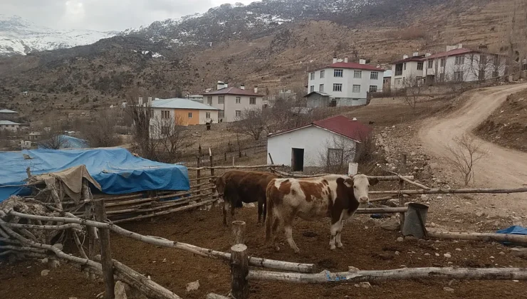 Malatya Akçadağ’da Ahır Krizi: Deprem Sonrası Köyde Üretim Durdu