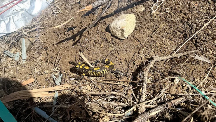 Doğanşehir’de Nesli Tehlike Altındaki Semender Gözlemlendi
