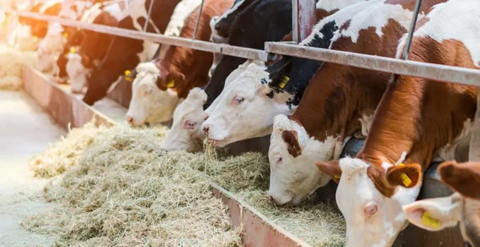 Malatya’da Kırmızı Et Fiyatları ve Kesim Ücretleri Belirlendi