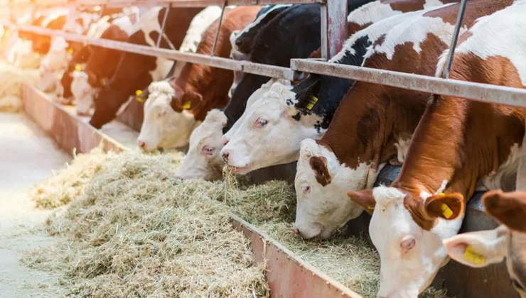 Malatya’da Kırmızı Et Fiyatları ve Kesim Ücretleri Belirlendi