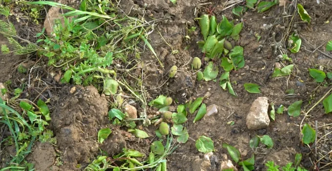 Malatya’da Dolu Afeti: Kayısı Bahçeleri Vuruldu, Üreticiler Destek İstiyor