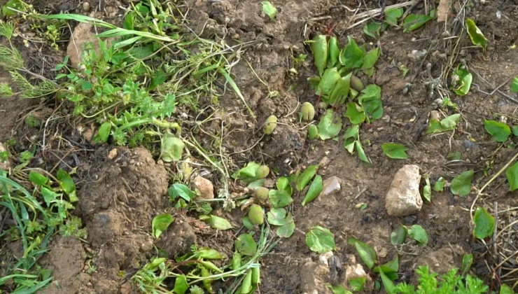 Malatya’da Dolu Afeti: Kayısı Bahçeleri Vuruldu, Üreticiler Destek İstiyor