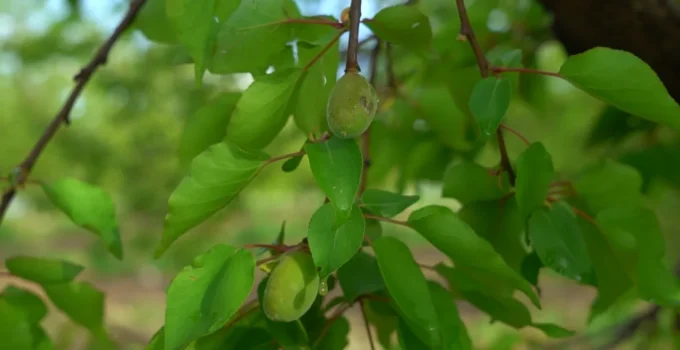 Malatya’da Dolu Kayısı Üreticisini Vurdu: 7 İlçede Hasar Tespiti