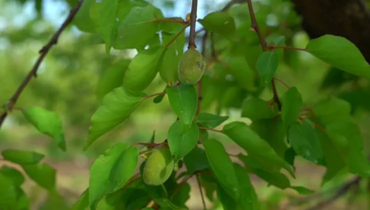 Malatya’da Dolu Kayısı Üreticisini Vurdu: 7 İlçede Hasar Tespiti